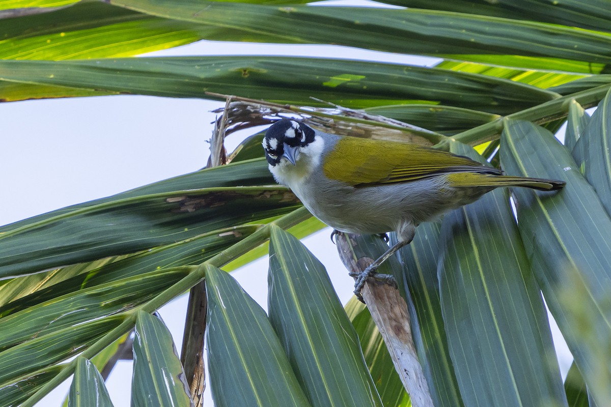 Black-crowned Palm-Tanager - ML524037661