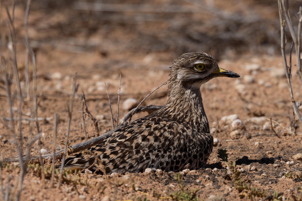 Spotted Thick-knee - ML524038561