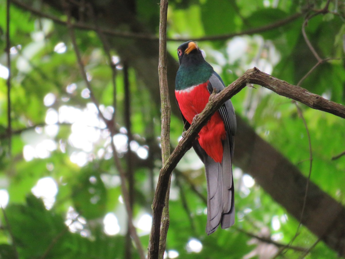 Black-tailed Trogon - Carla Bregman