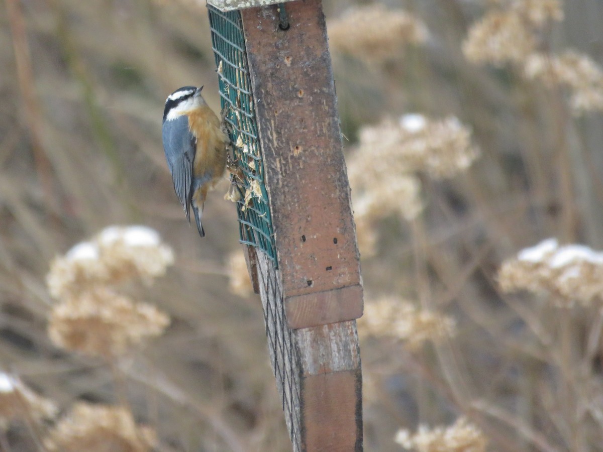 Red-breasted Nuthatch - ML524039671