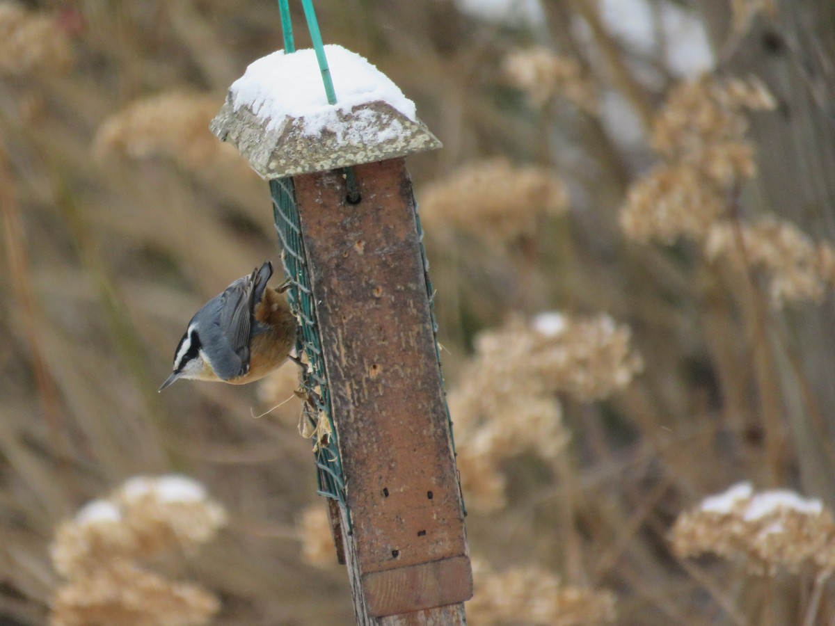 Red-breasted Nuthatch - ML524039781