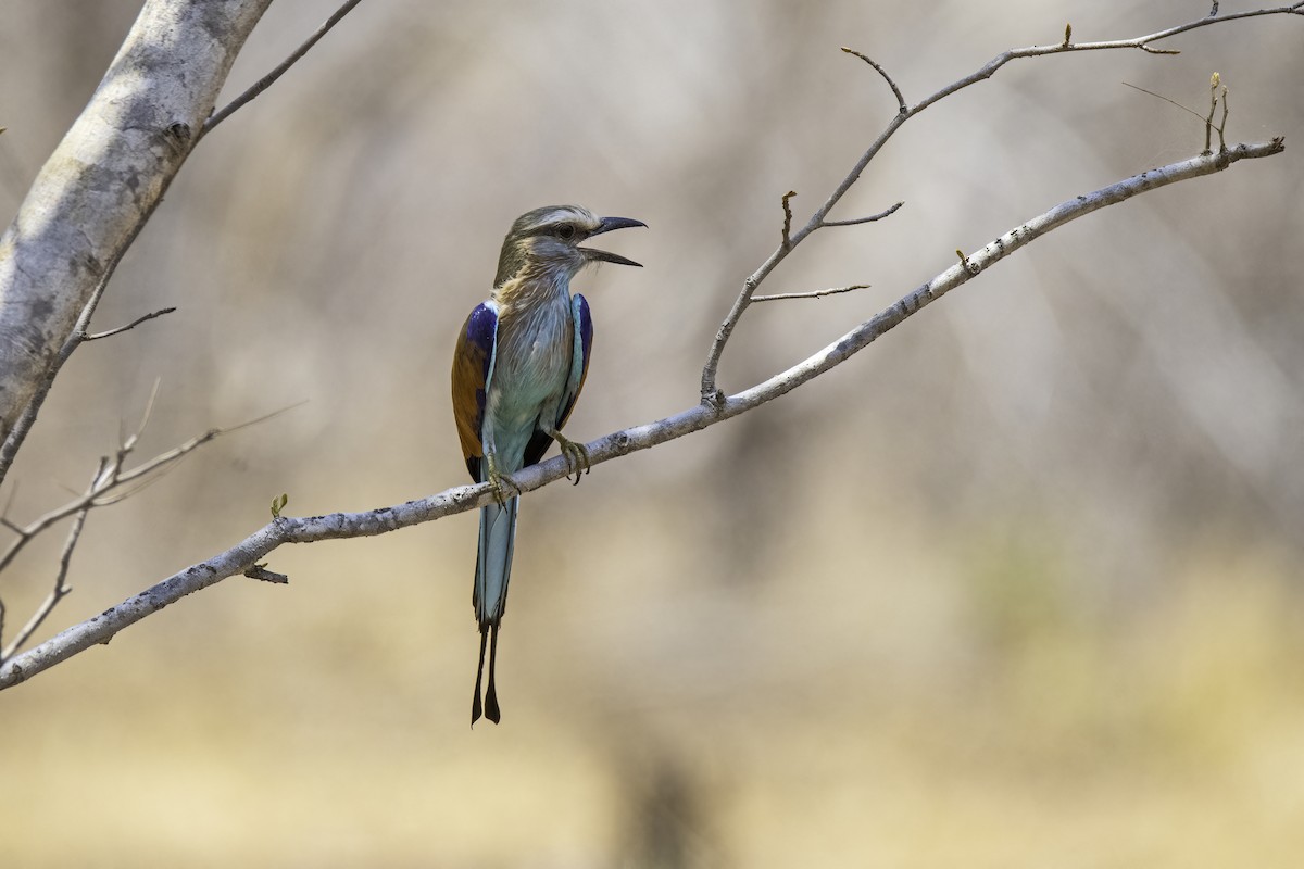 Racket-tailed Roller - Rick Bowers