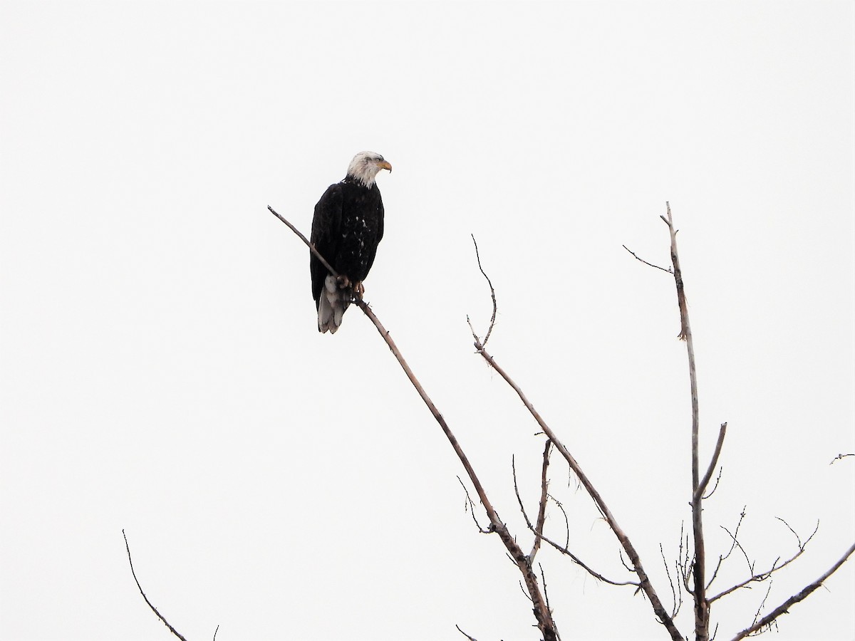 Bald Eagle - ML524040941