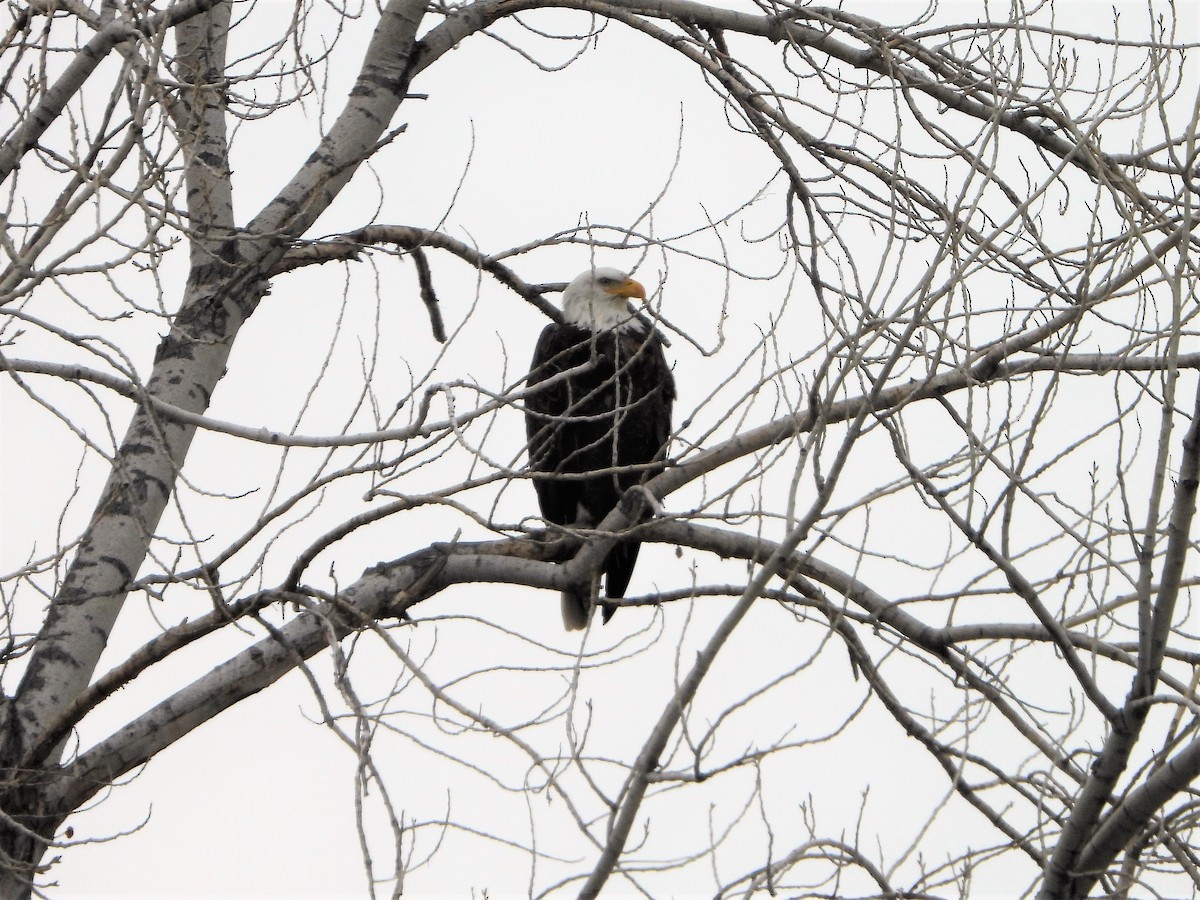 Bald Eagle - ML524040951