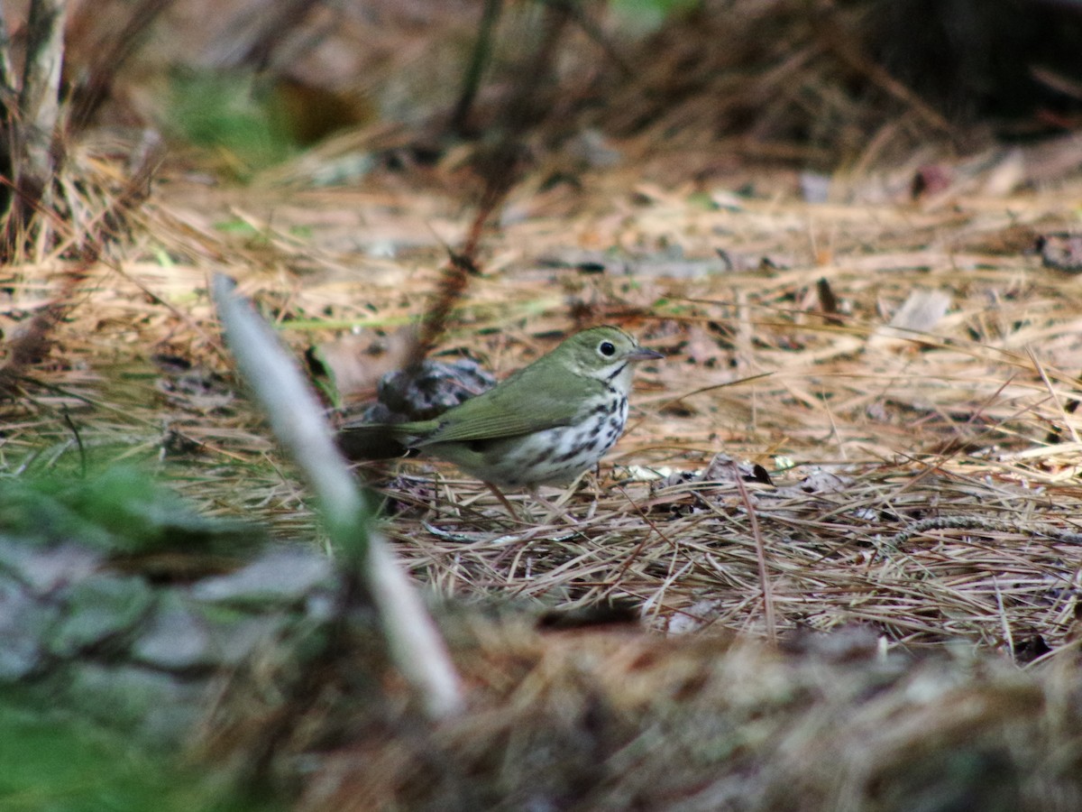Ovenbird - ML524041111