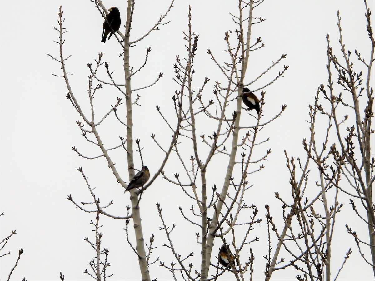 Evening Grosbeak - ML524041421