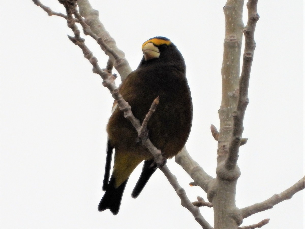 Evening Grosbeak - ML524041431