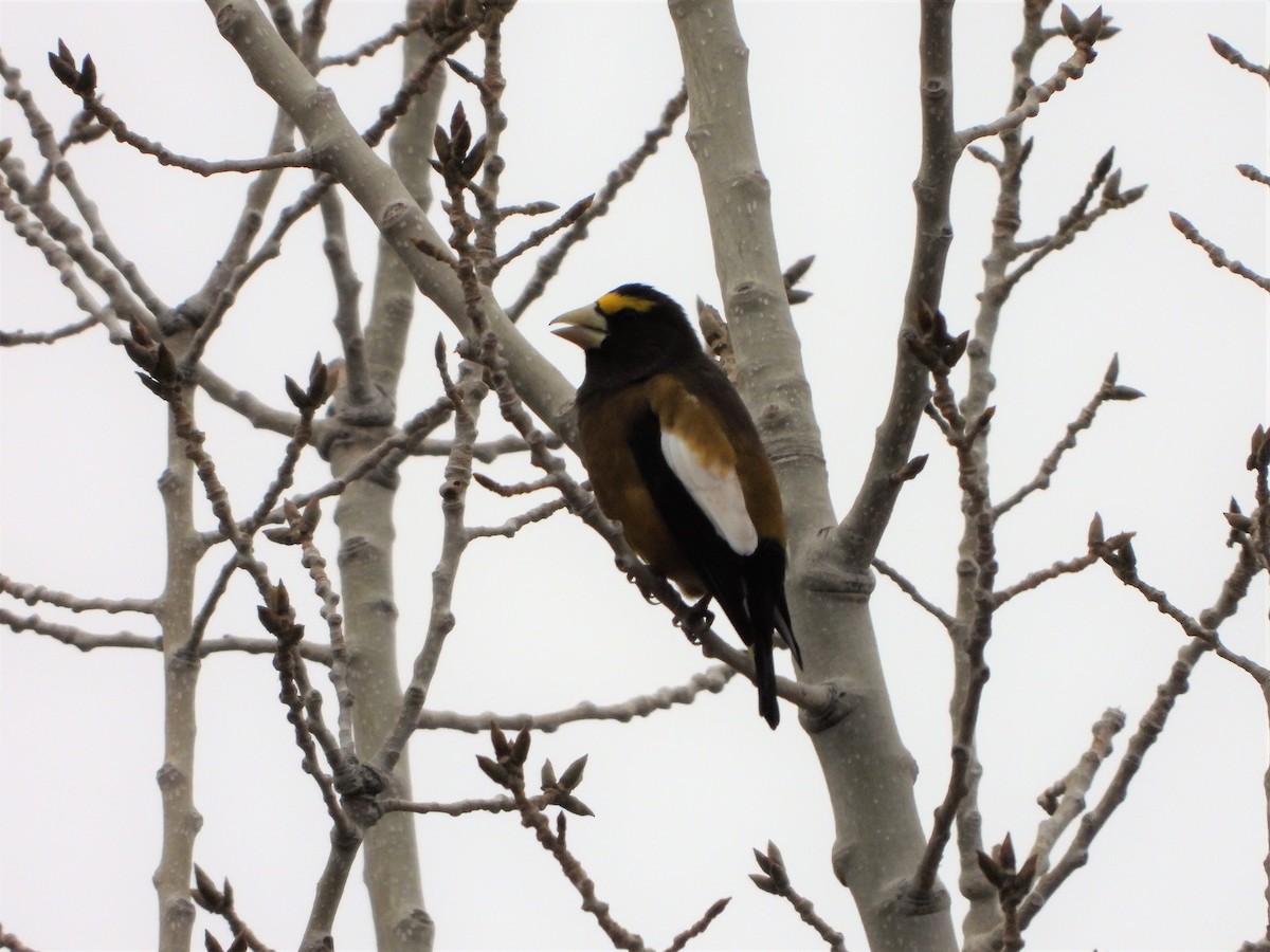 Evening Grosbeak - ML524041441