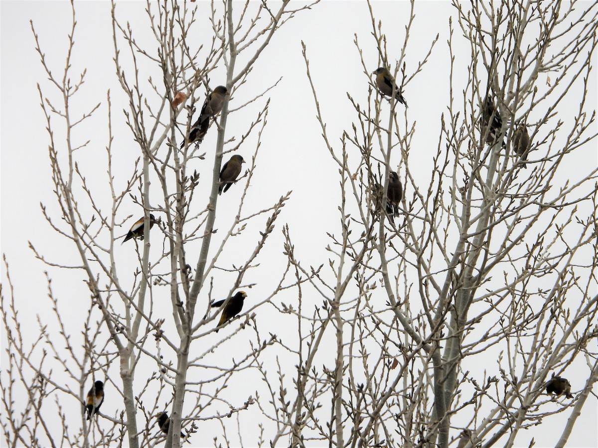 Evening Grosbeak - ML524041451