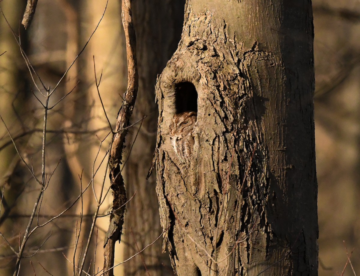 Eastern Screech-Owl - ML524042281
