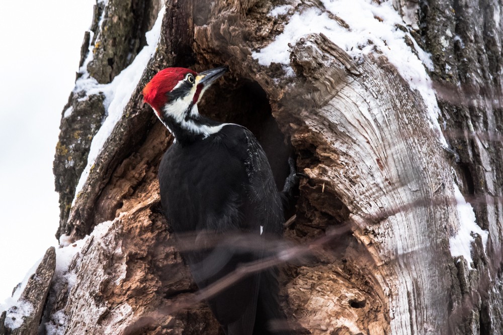 Pileated Woodpecker - ML524042311