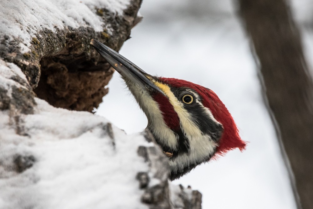 Pileated Woodpecker - ML524042411