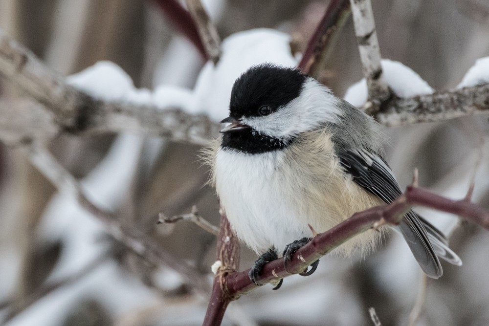 Black-capped Chickadee - ML524042831