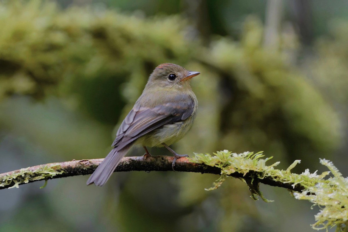 Orange-crested Flycatcher - David Hollie
