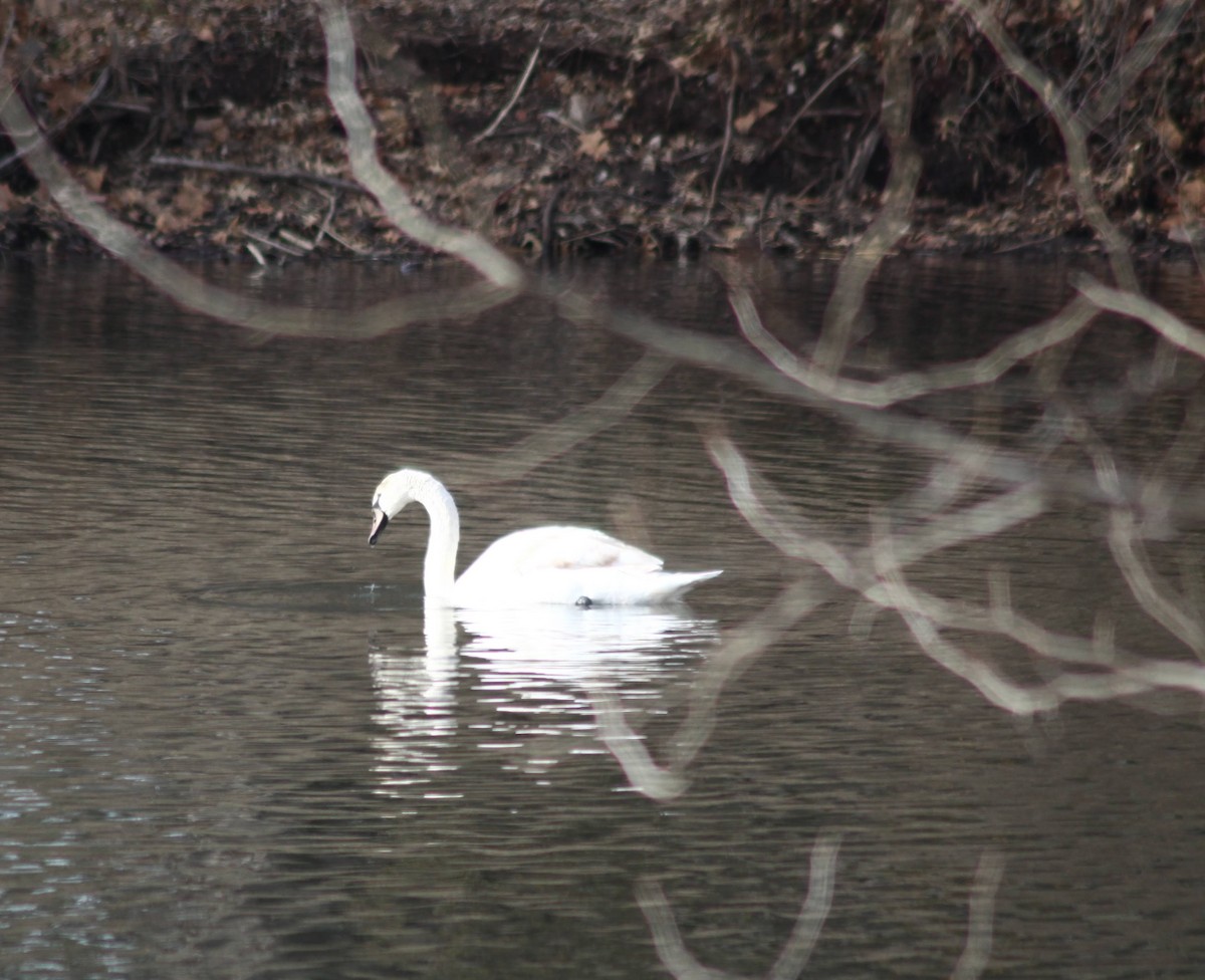 Mute Swan - ML524044191