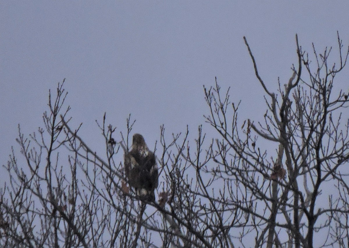 Bald Eagle - ML524044311