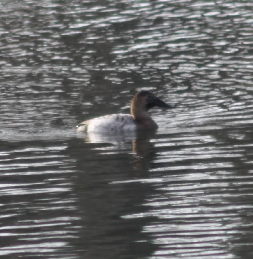 polák dlouhozobý - ML524044321