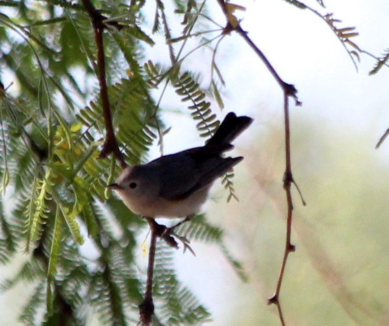 Lucy's Warbler - Ken Cooper