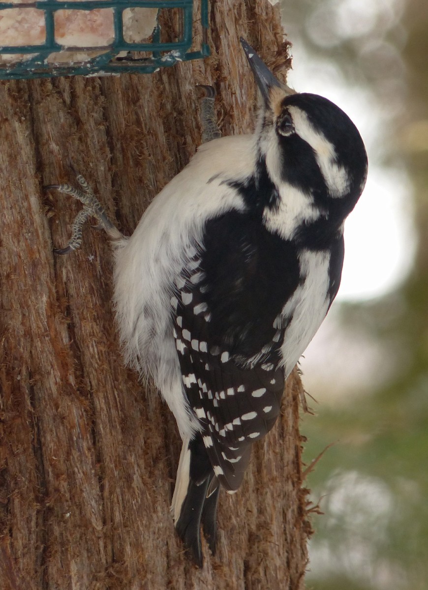 Hairy Woodpecker - Alain Sylvain