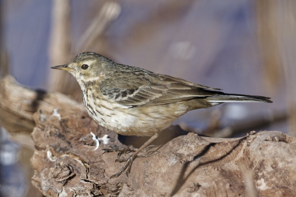 American Pipit - Anonymous