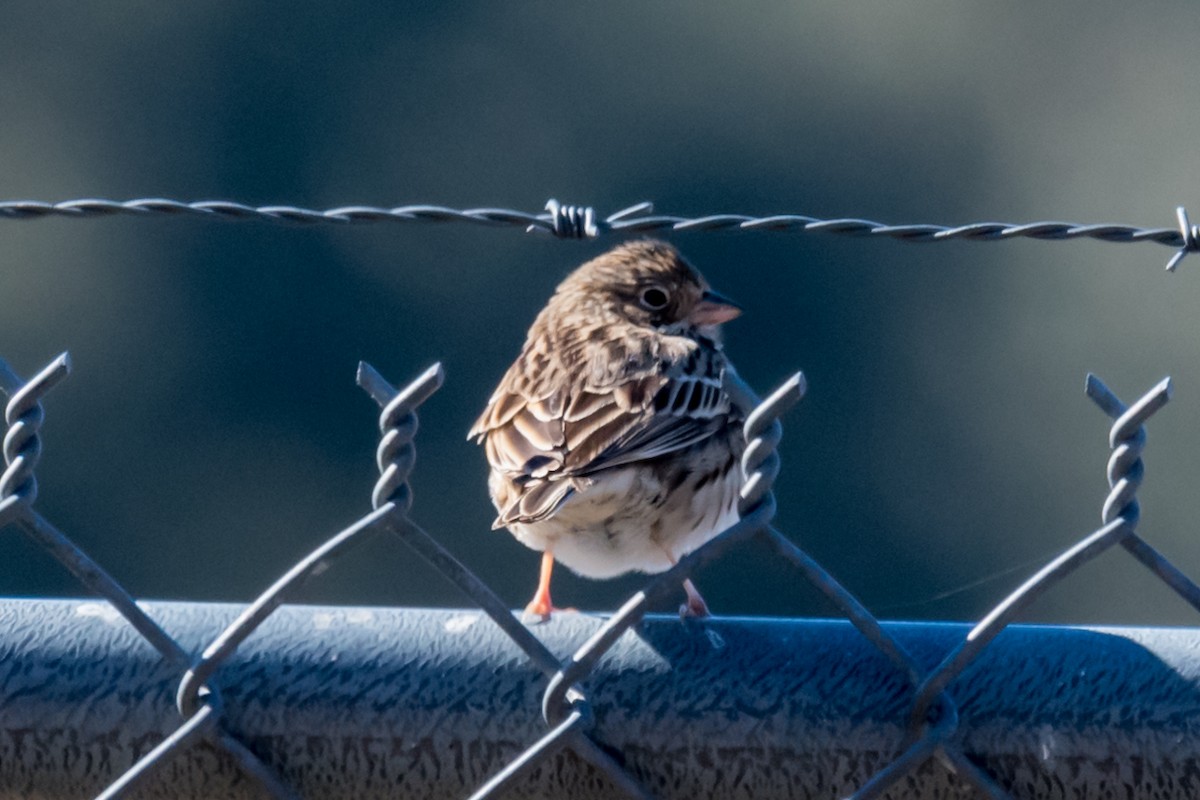 Vesper Sparrow - ML524045781