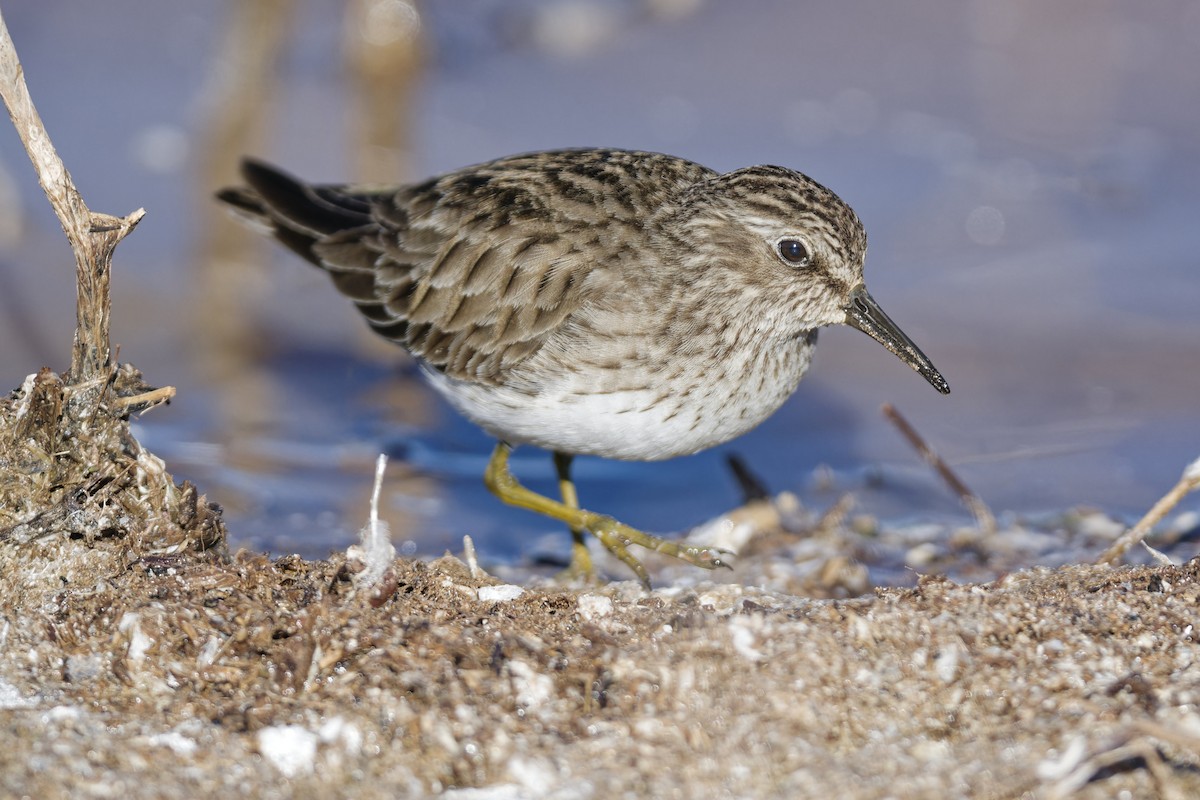 Least Sandpiper - ML524045891