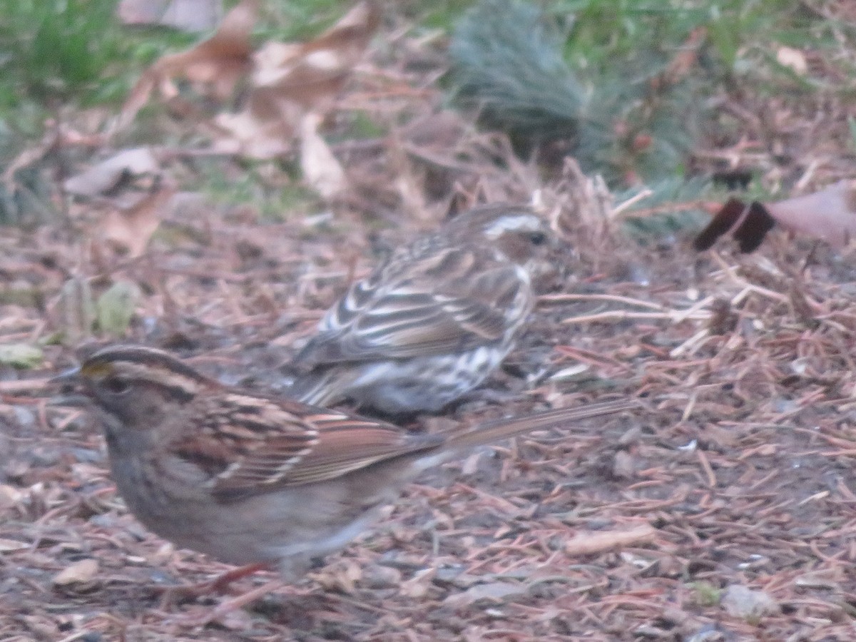 Purple Finch - ML524047361