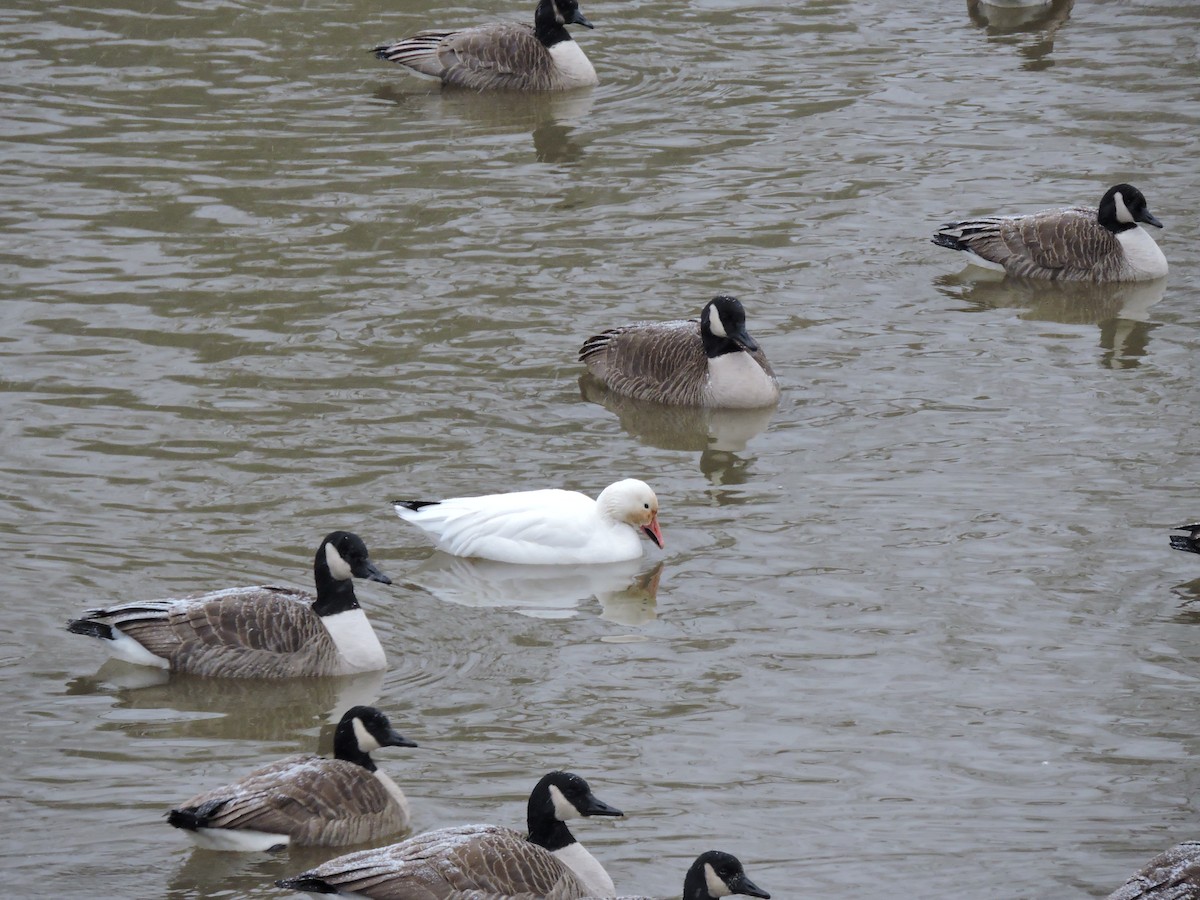 Snow Goose - ML524049301