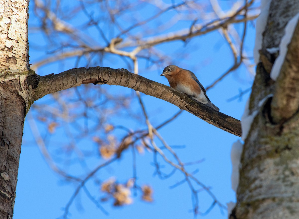 Eastern Bluebird - ML524049361