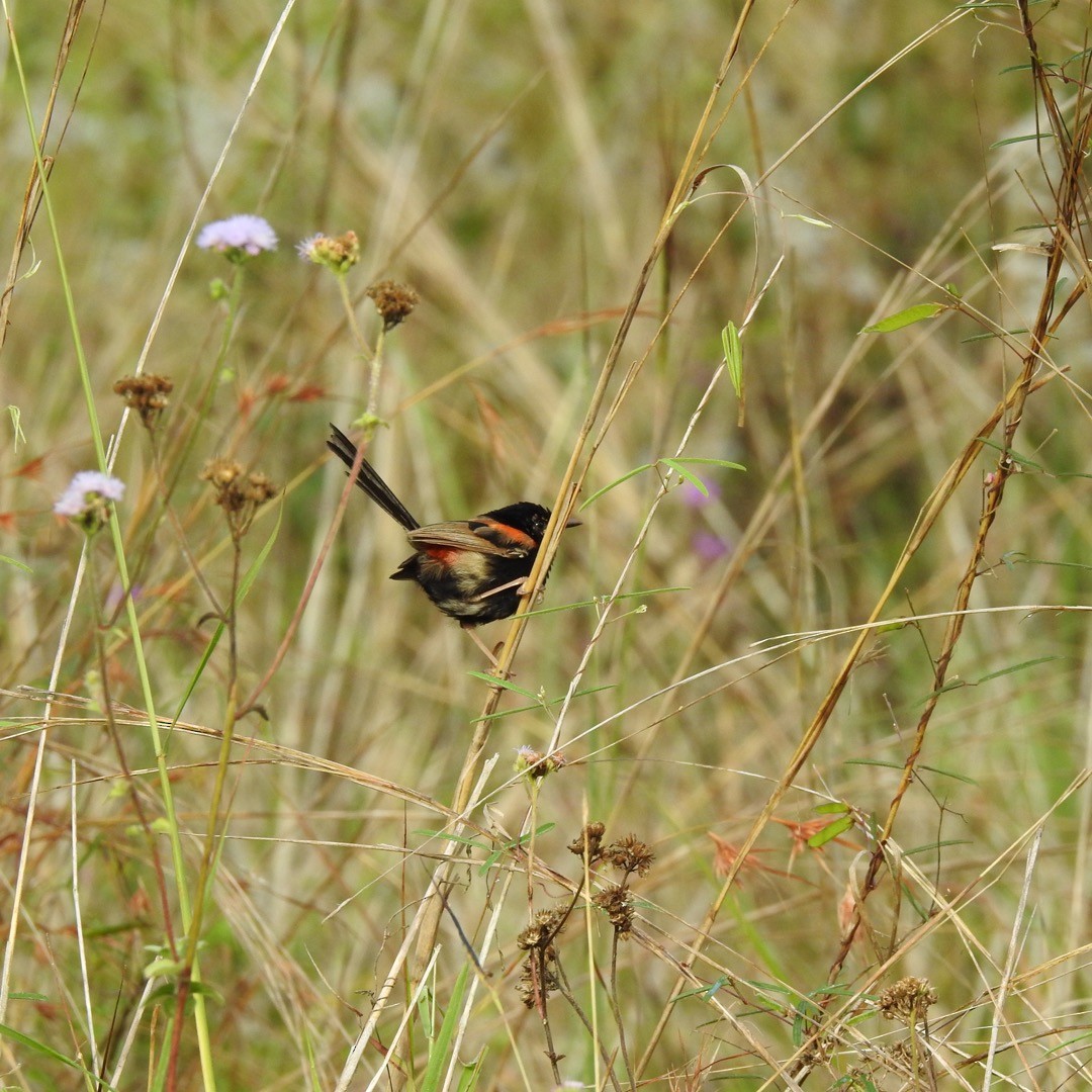 Red-backed Fairywren - ML524050141