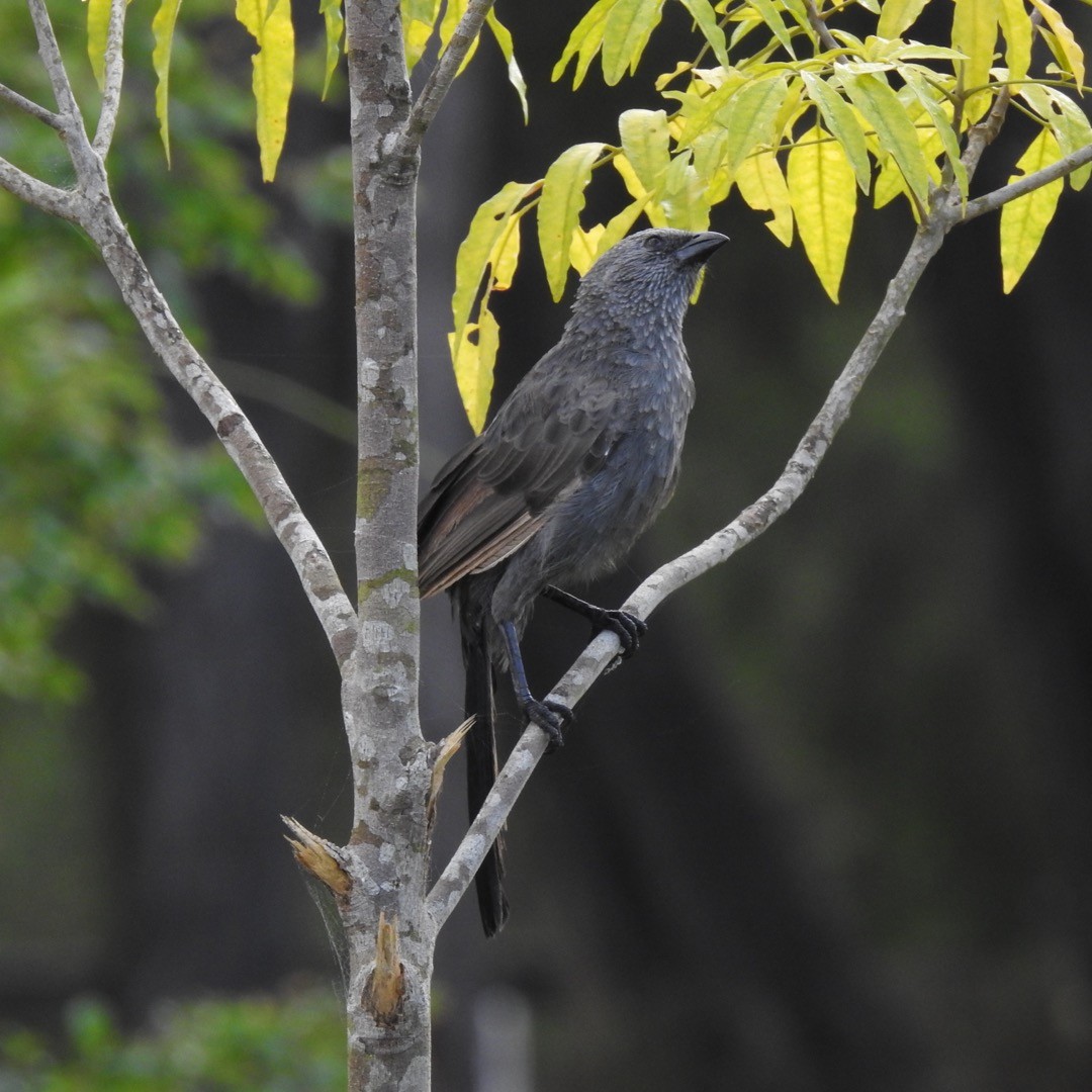 Apostlebird - ML524050201