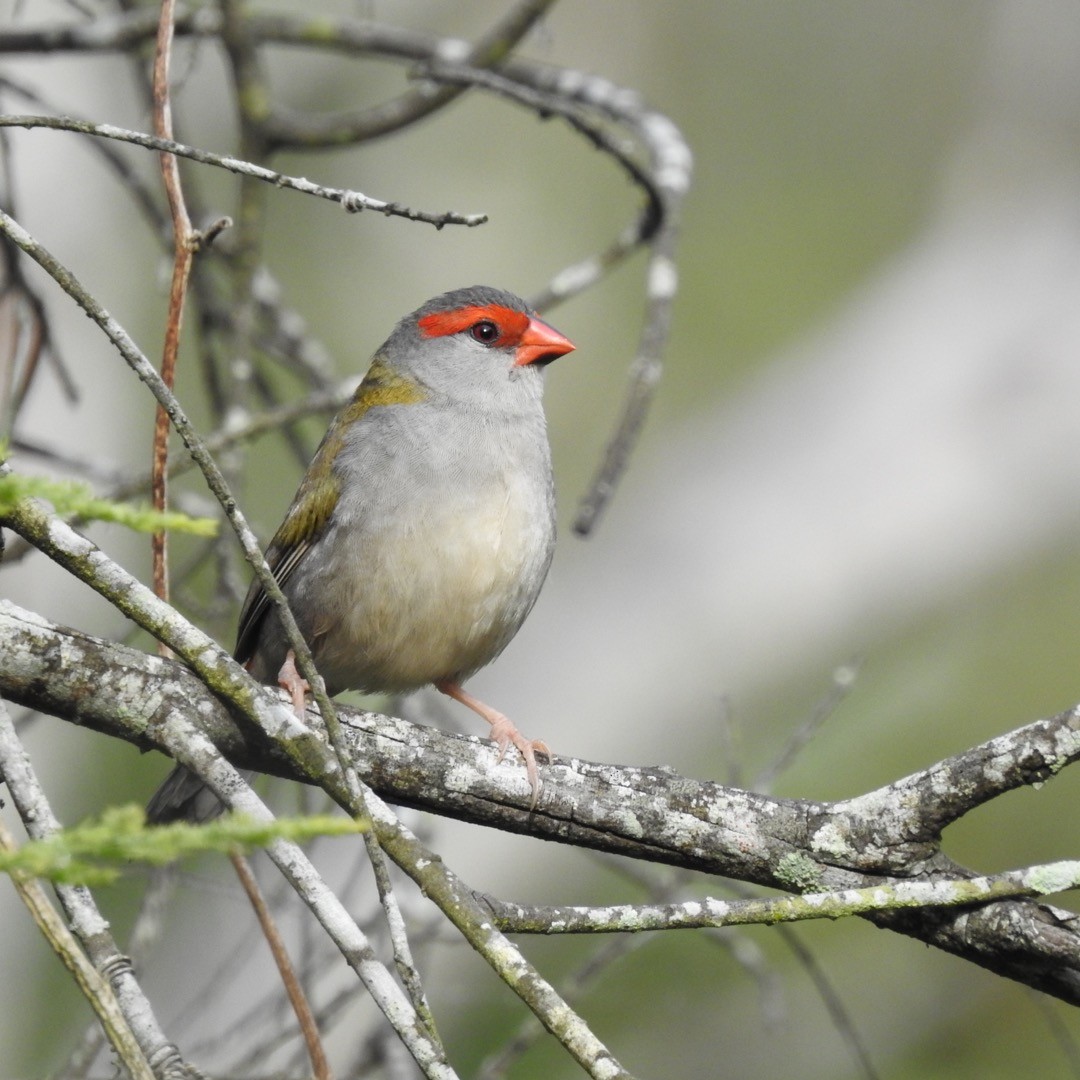 Red-browed Firetail - ML524050261