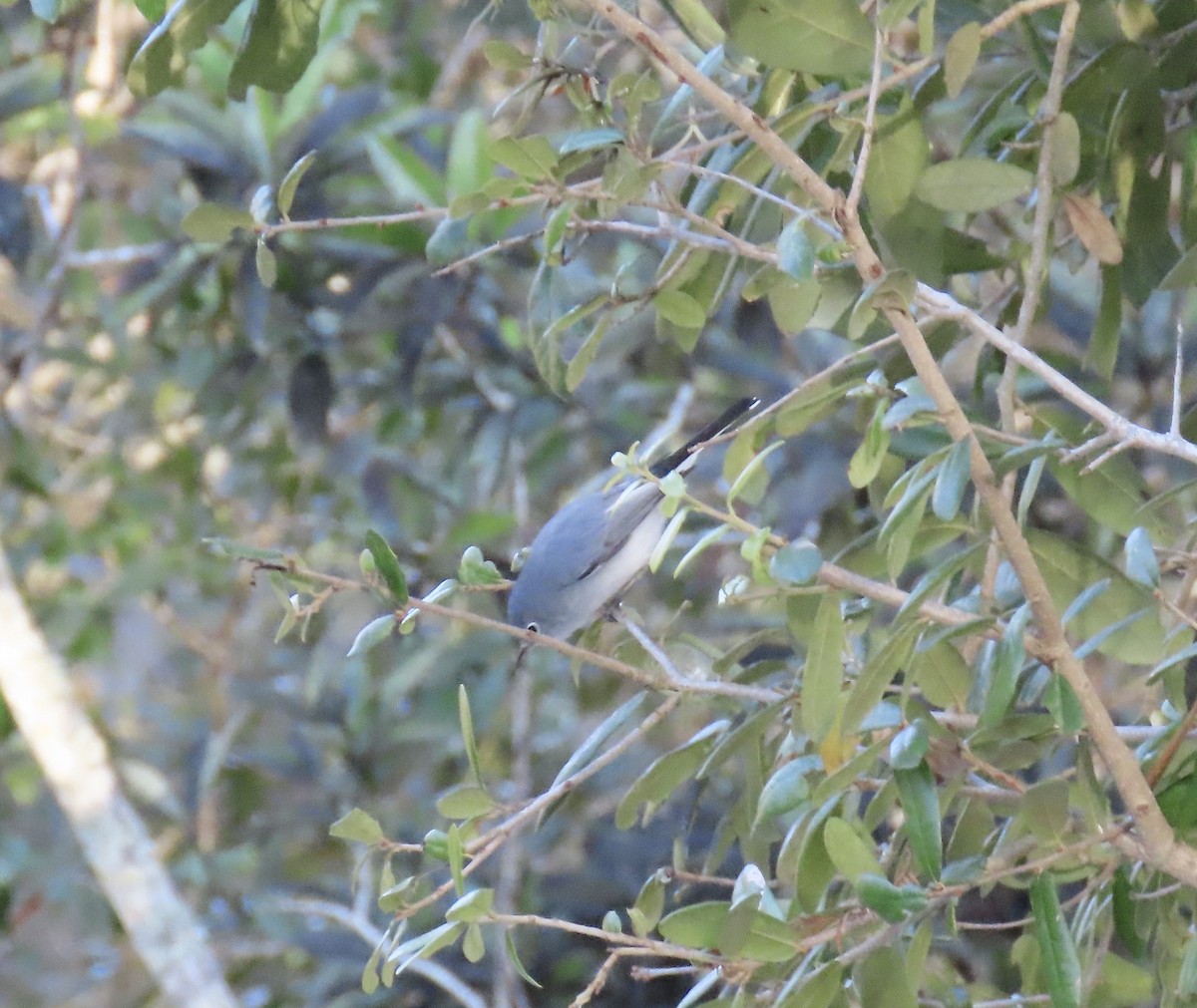 Blue-gray Gnatcatcher - ML524051151