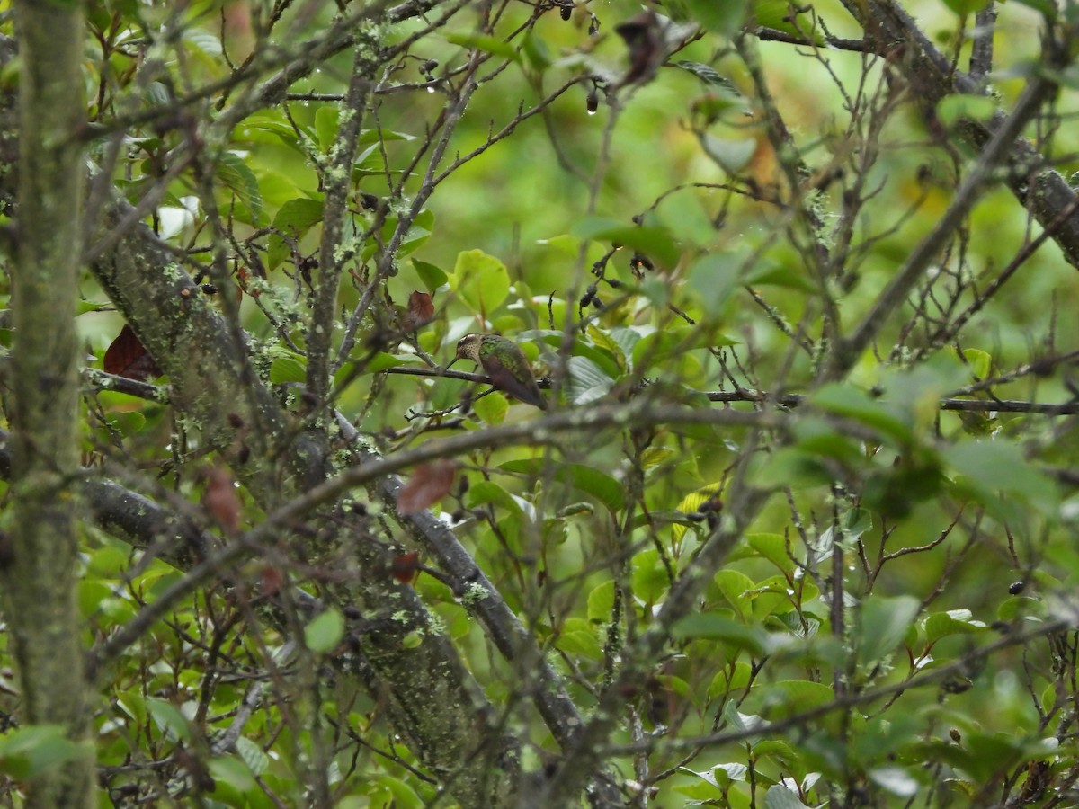 Speckled Hummingbird - Juan Aguilar
