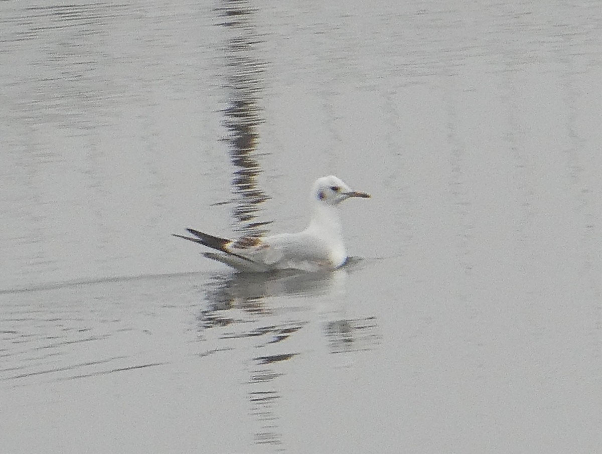 Black-headed Gull - ML524051541