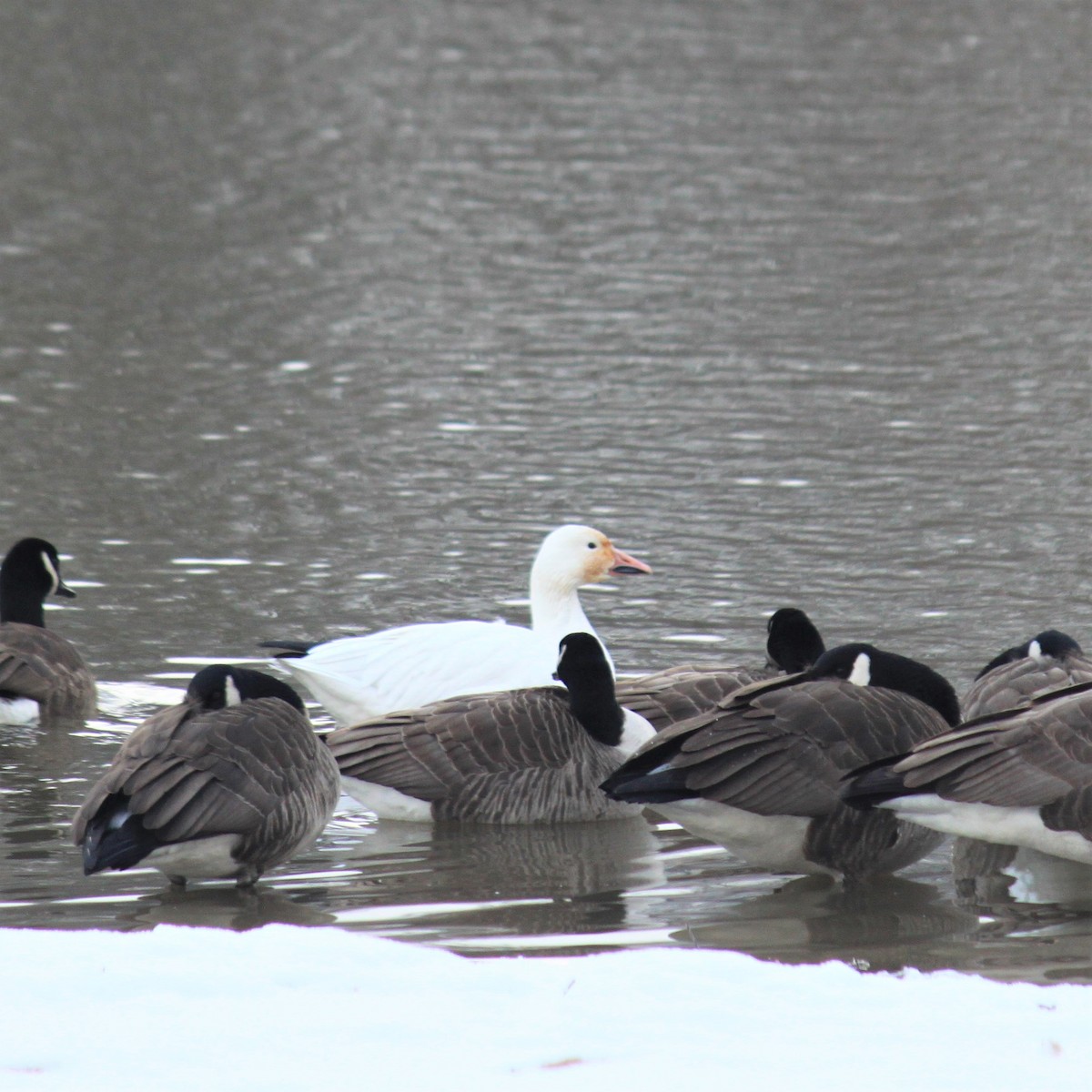 Snow Goose - ML524052021