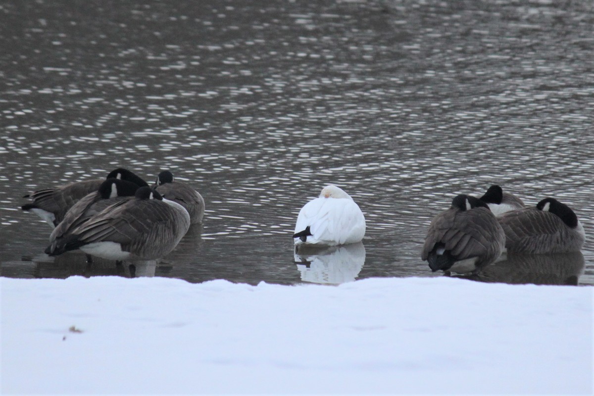 Snow Goose - ML524052191