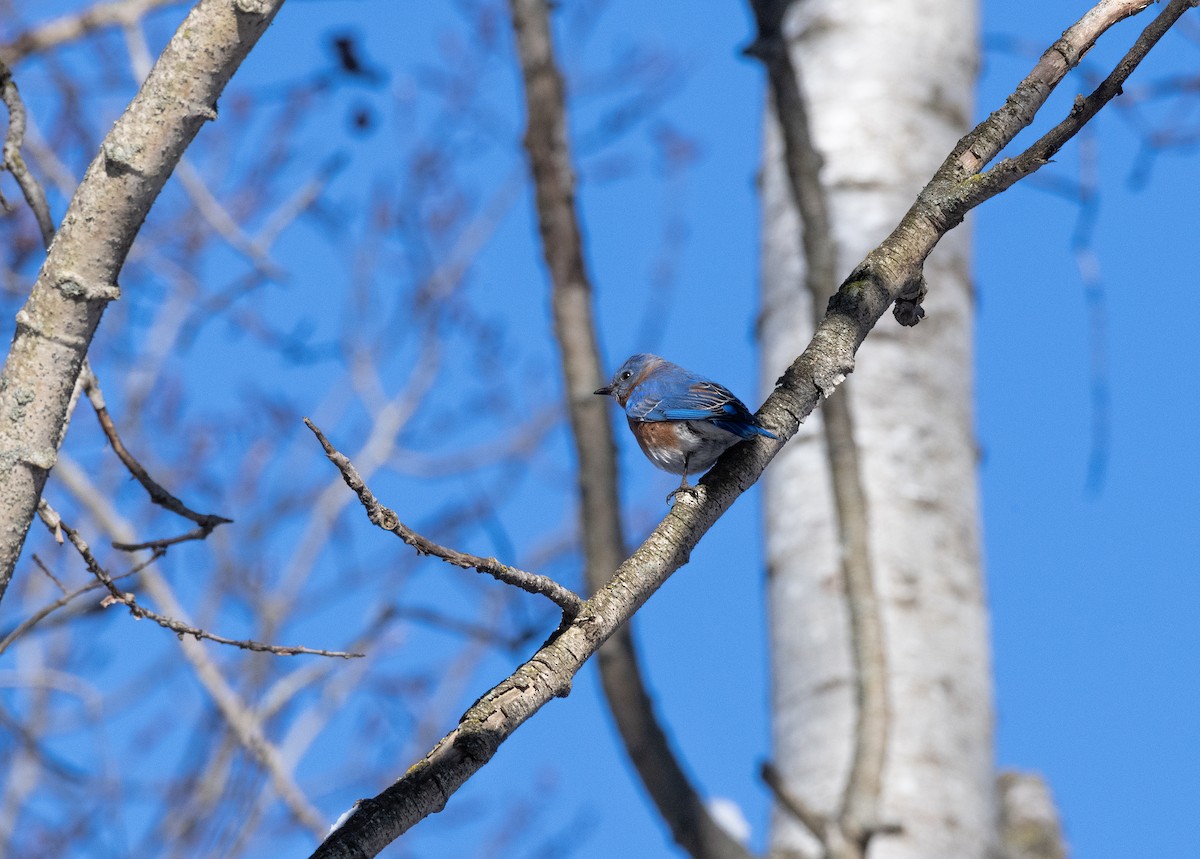 Eastern Bluebird - ML524054011