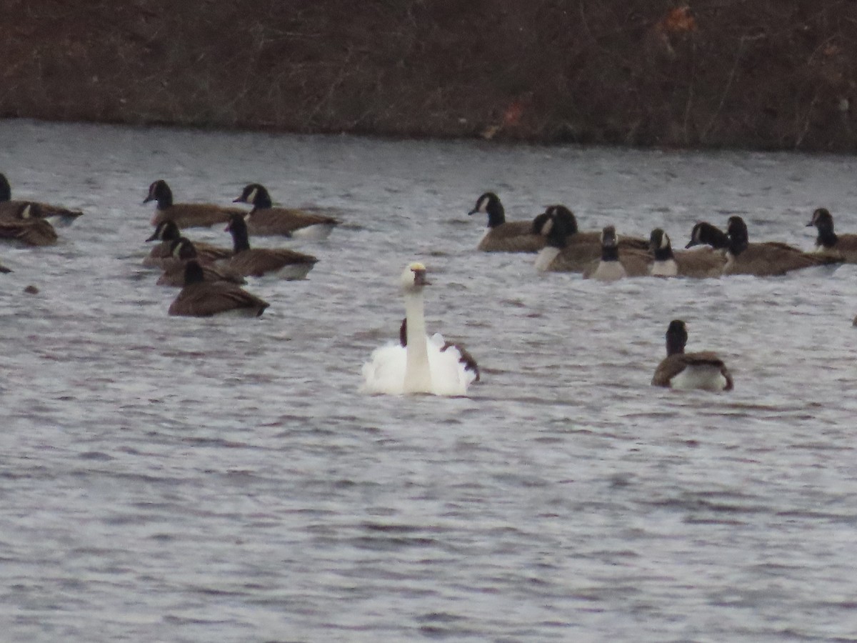 Tundra Swan - ML524054621