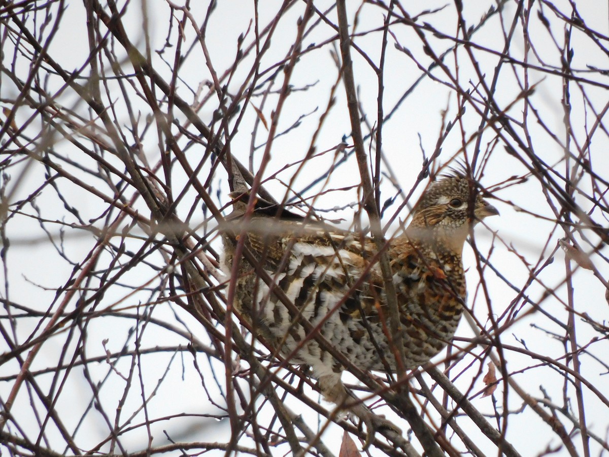 Ruffed Grouse - ML524055811