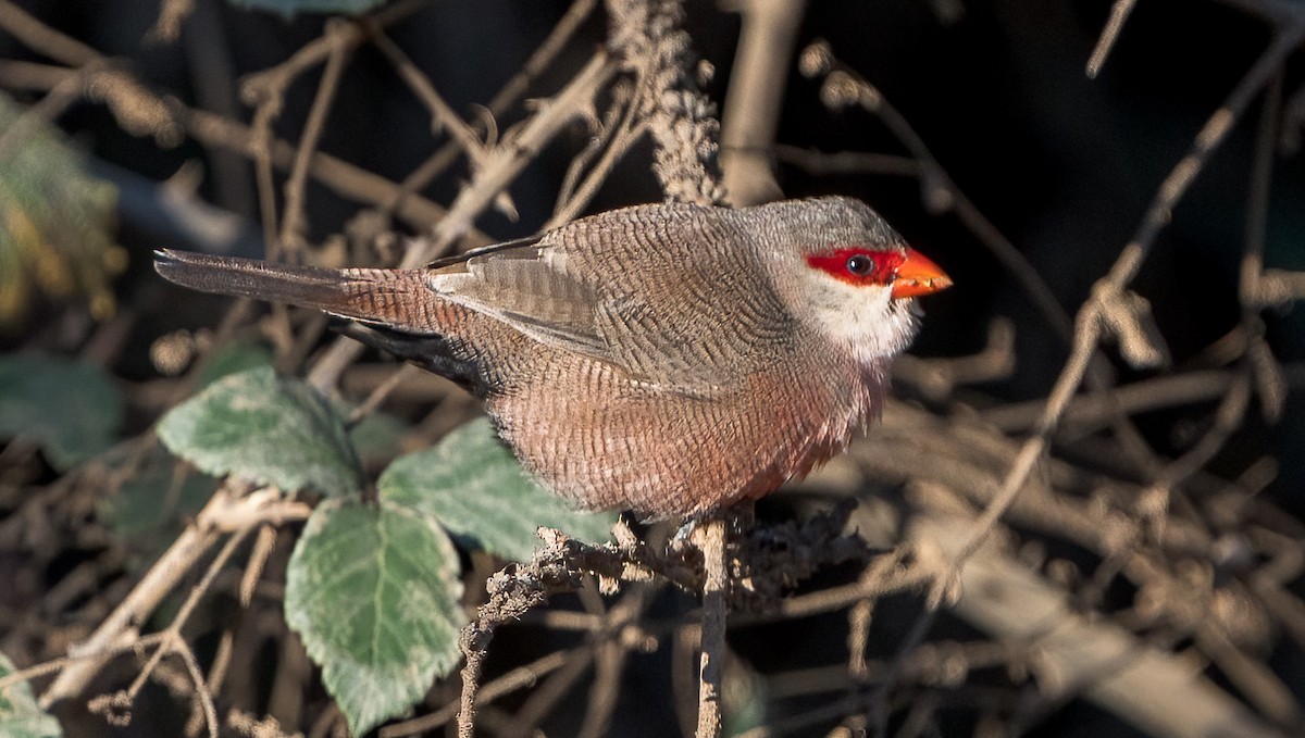 Common Waxbill - ML524056351