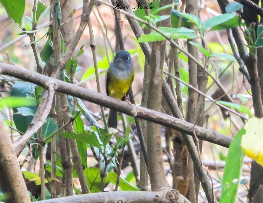 Gray-headed Canary-Flycatcher - Ravi naidu