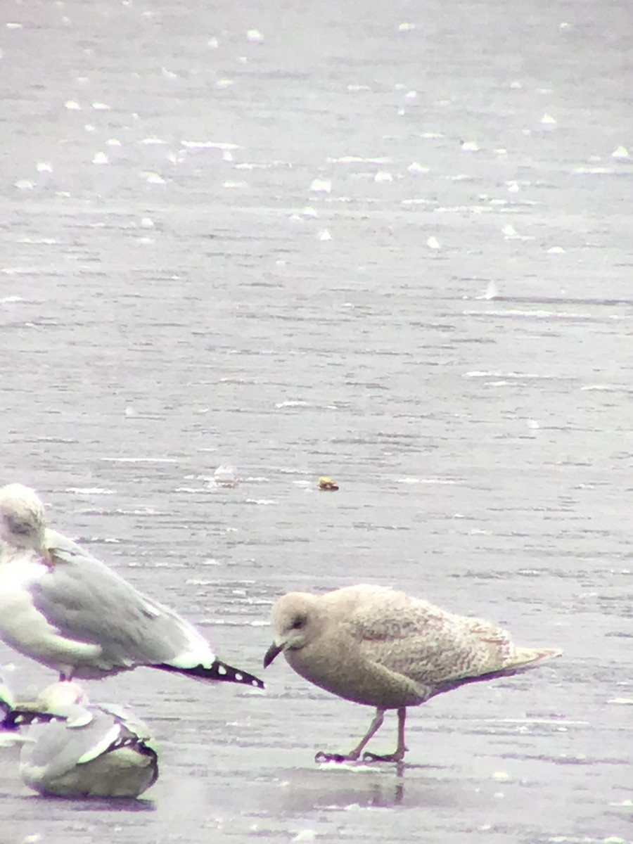 Iceland Gull - ML524056991