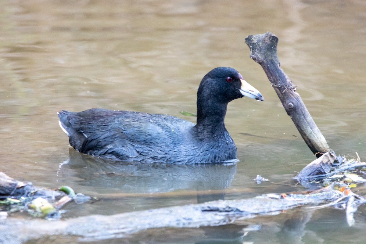 American Coot - ML524057101