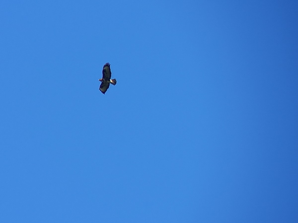 Common Buzzard - Nelson Conceição