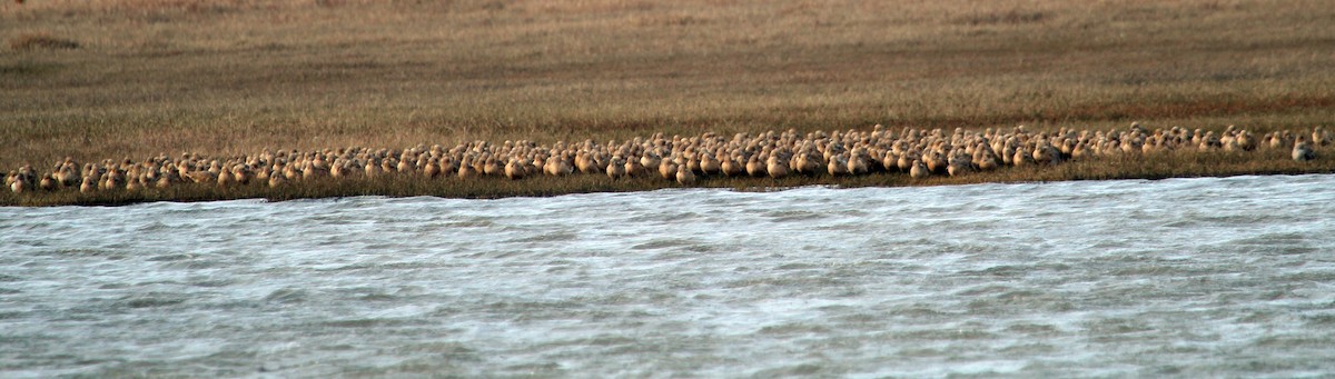 Marbled Godwit - ML524058291