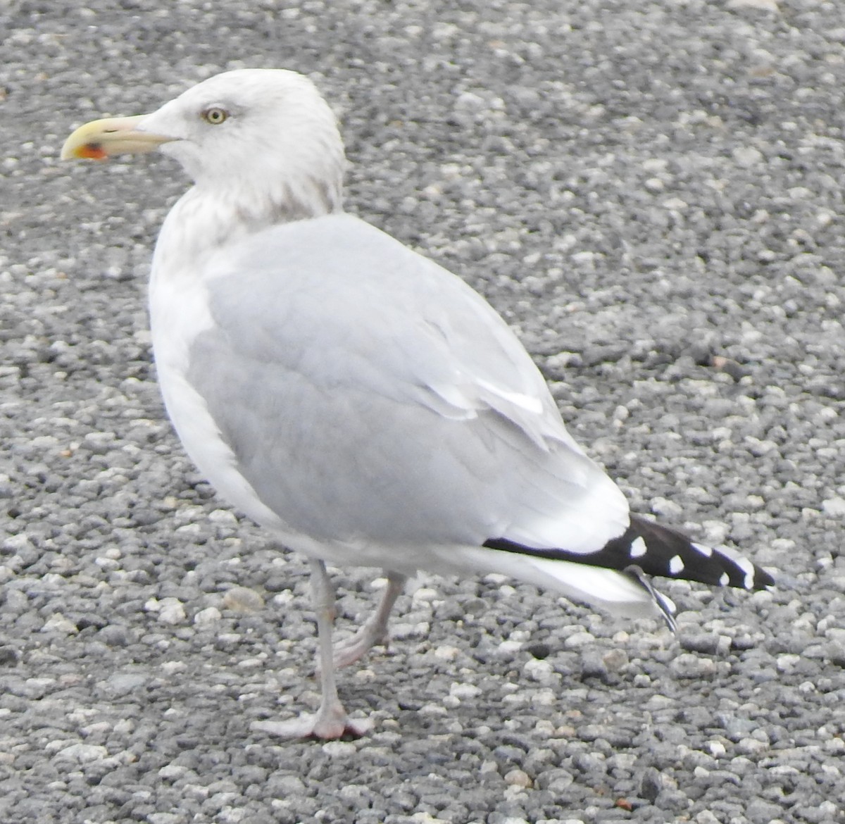 Goéland argenté - ML524059131