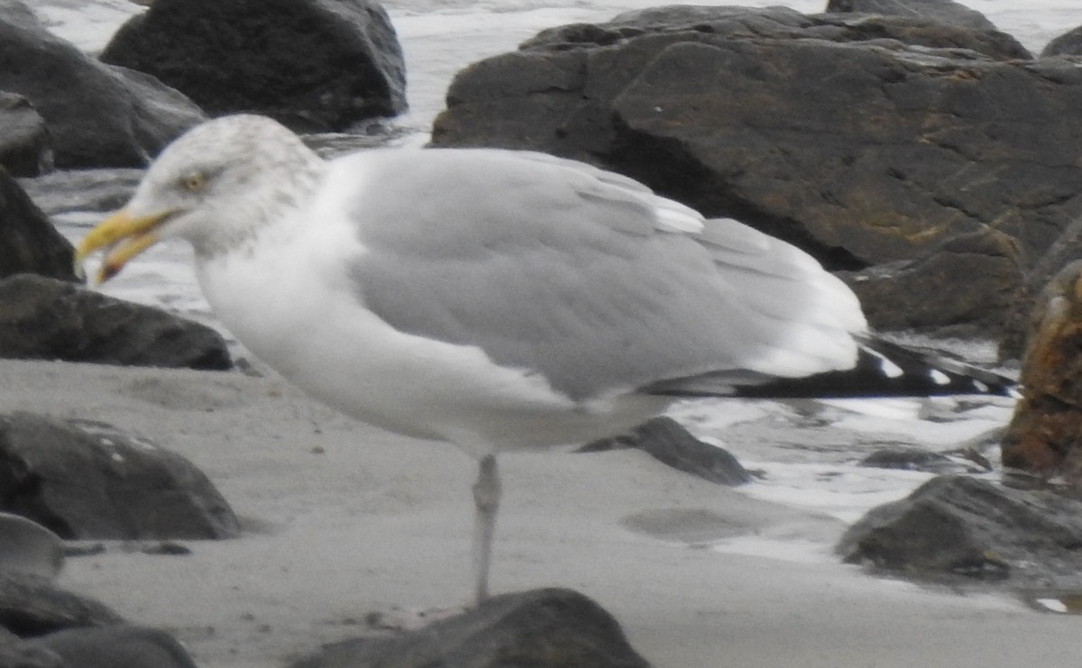 Herring Gull - ML524060061