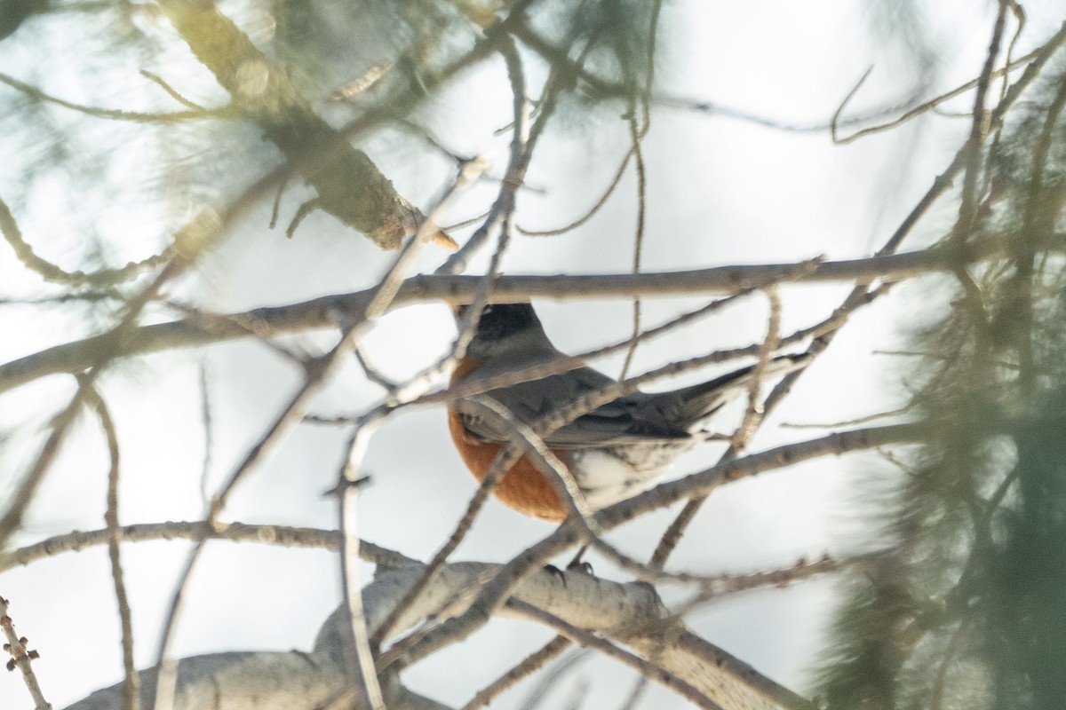American Robin - ML524060151