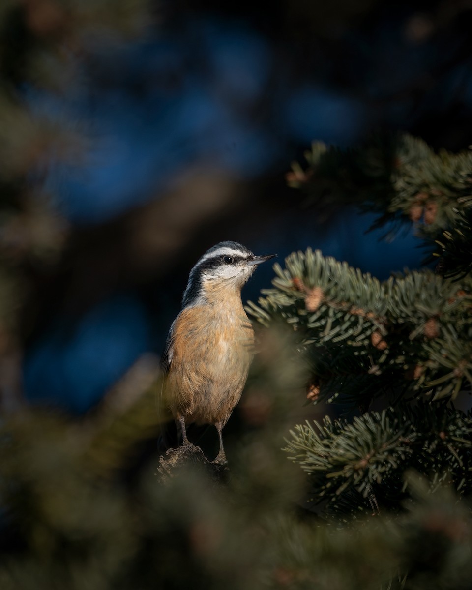 Red-breasted Nuthatch - ML524060191